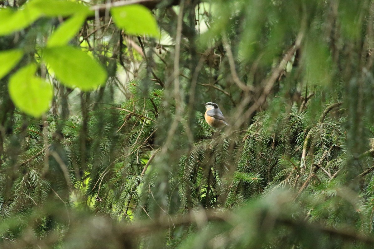 Red-breasted Nuthatch - Rebecca Wilson