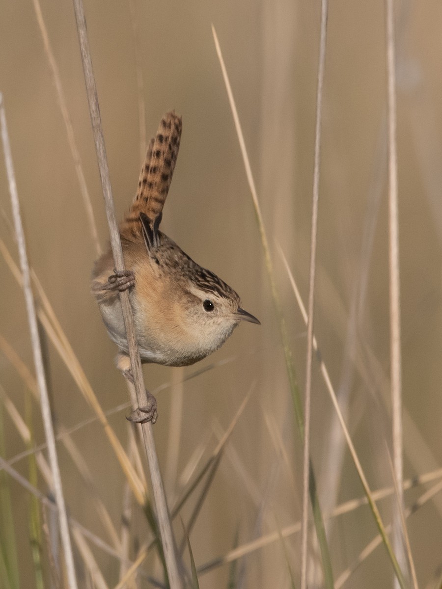 Grass Wren - Pablo Re