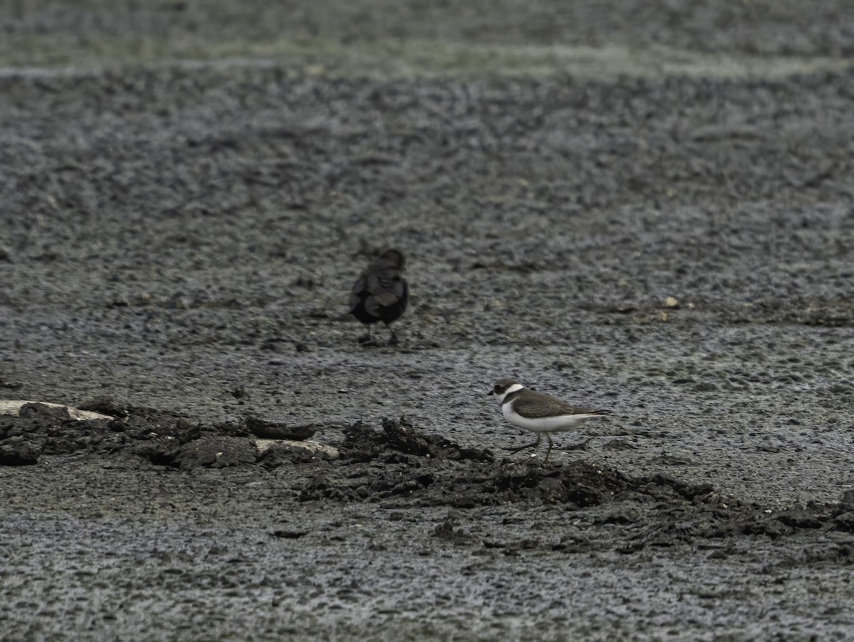 Semipalmated Plover - ML256017031