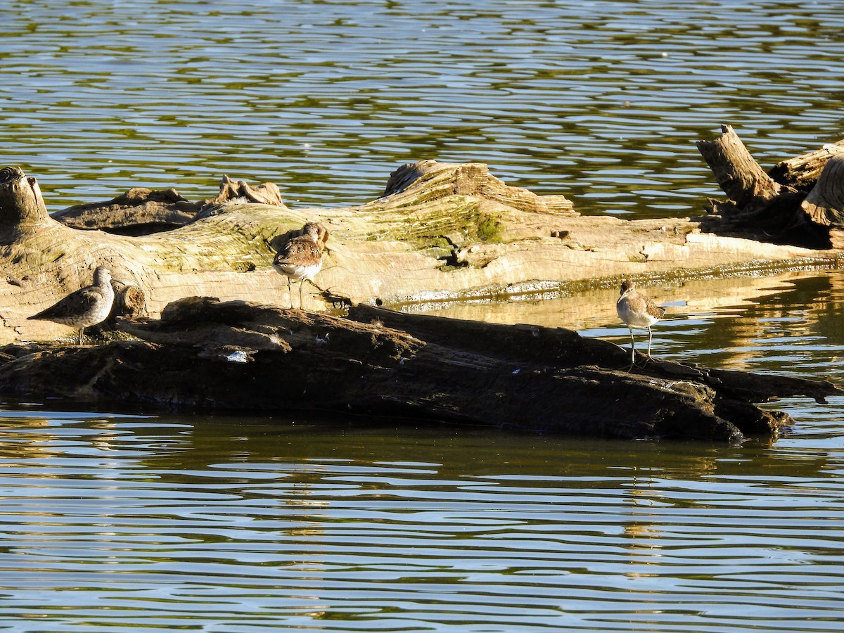 eremittsnipe - ML256017501