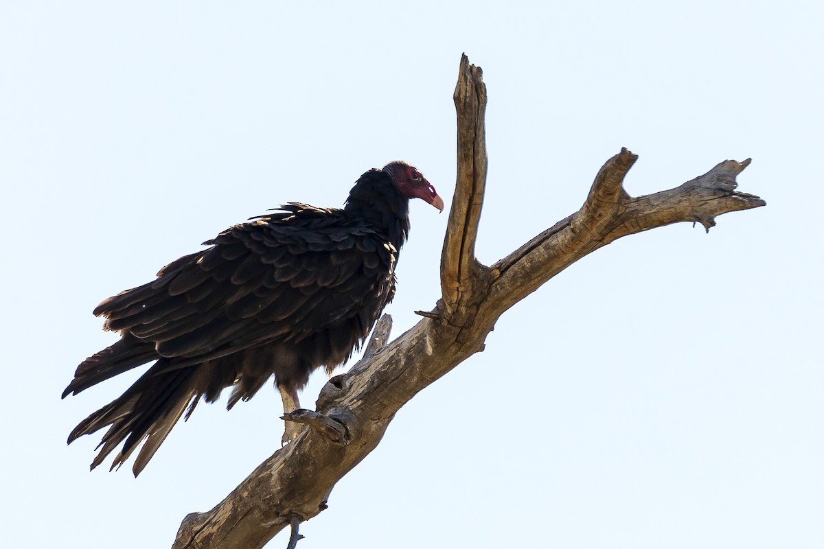 Turkey Vulture - ML256017721