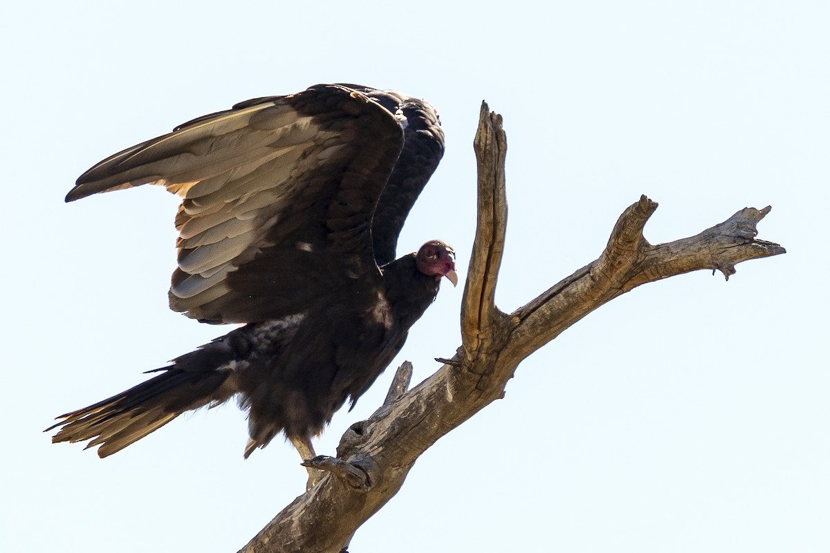 Turkey Vulture - ML256017731
