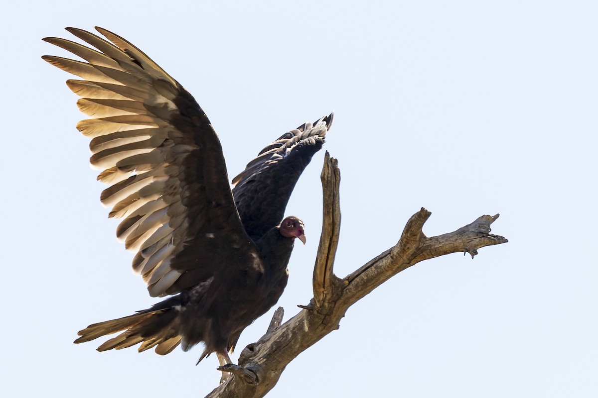 Turkey Vulture - ML256017771
