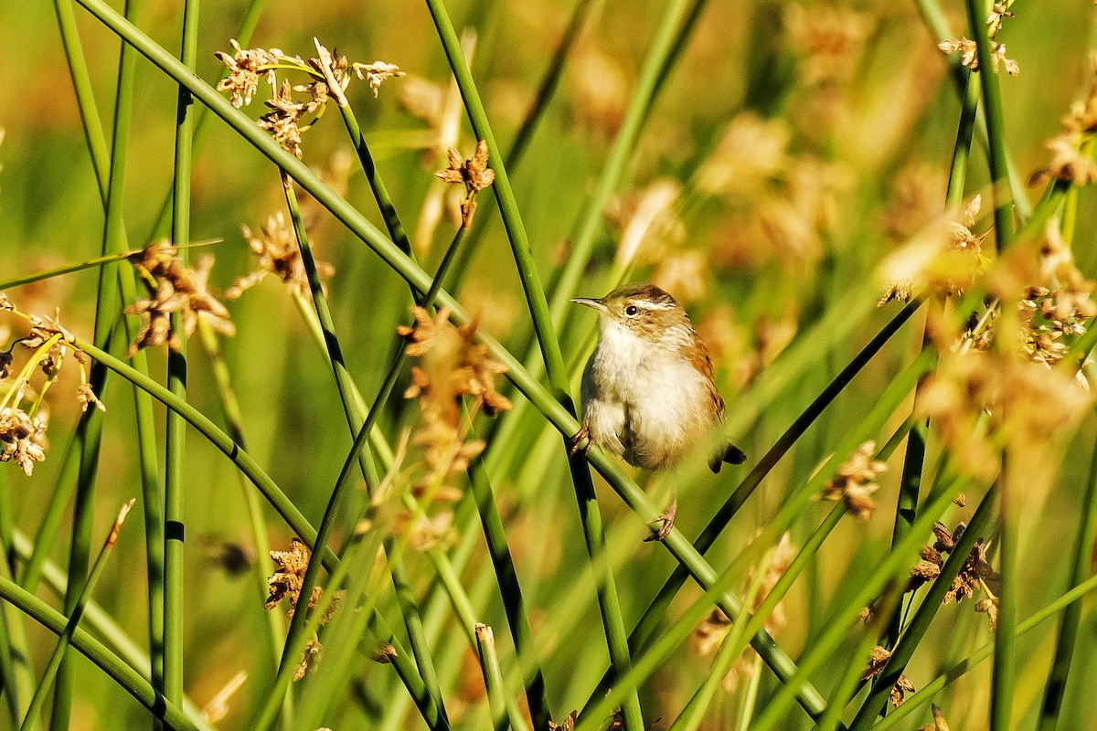 Marsh Wren - ML256017951