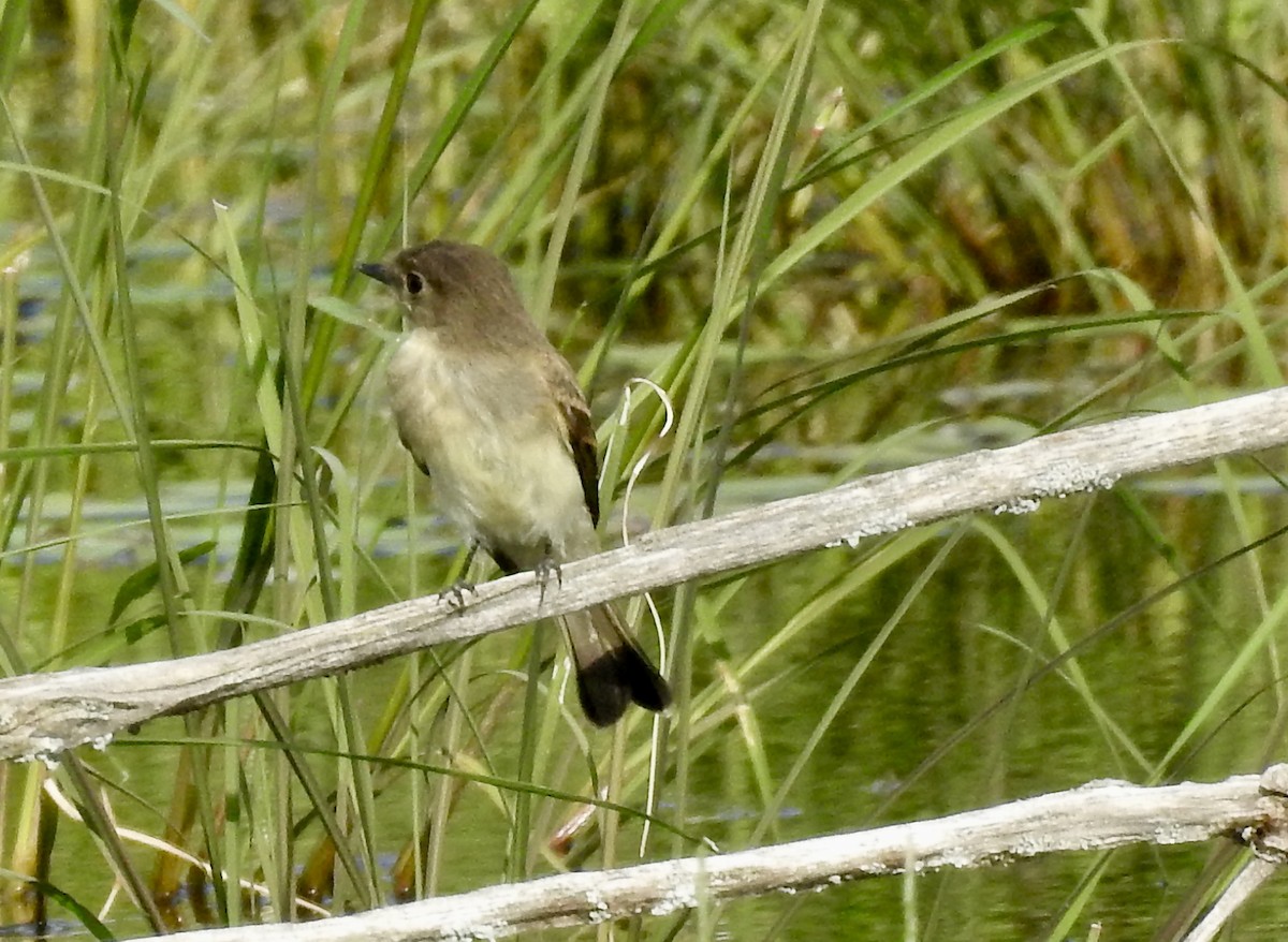 Eastern Phoebe - ML256020271