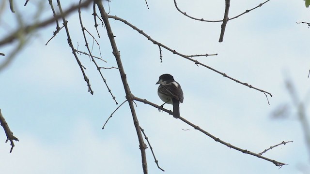 Black-backed Puffback - ML256022781