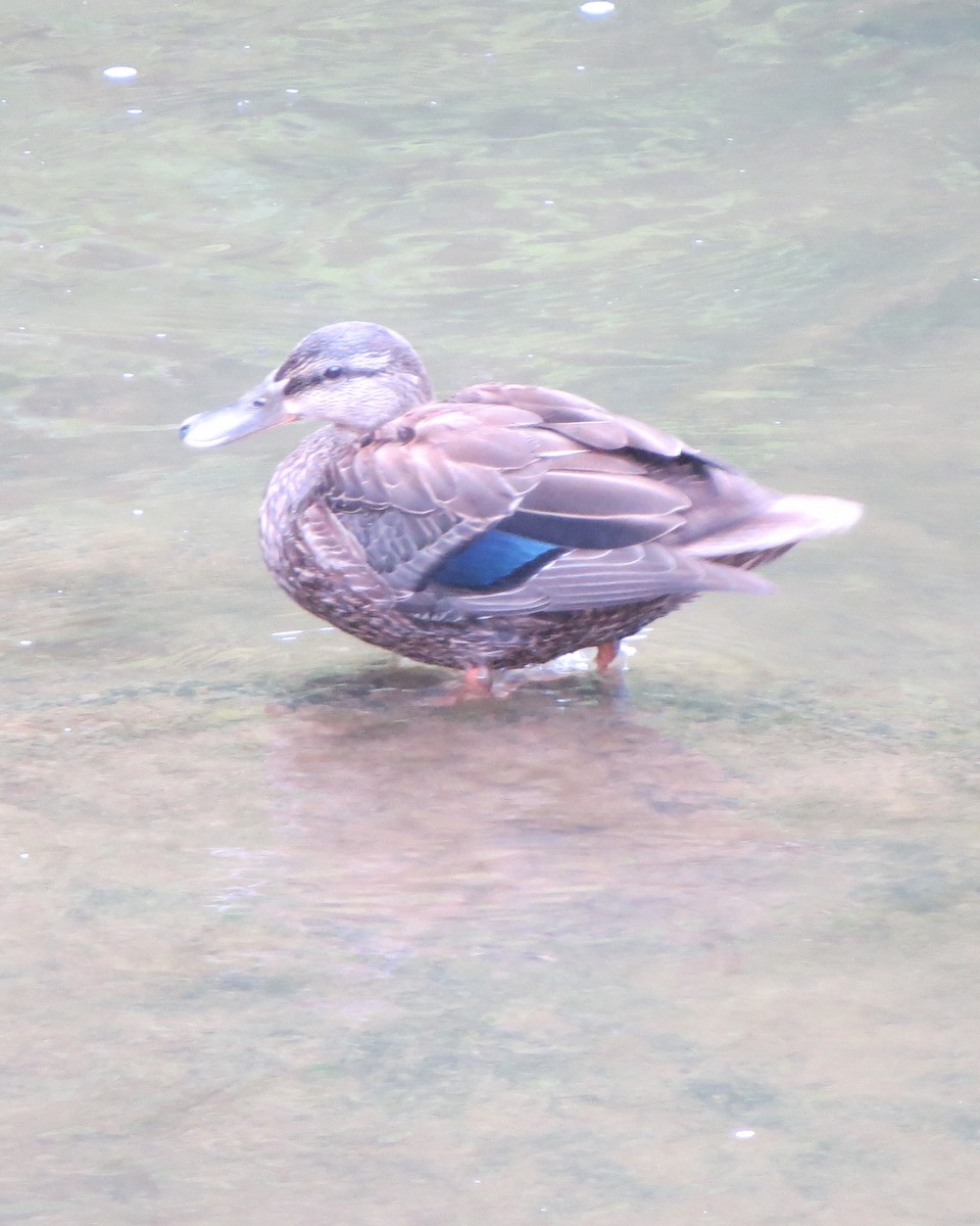 American Black Duck - ML256024921