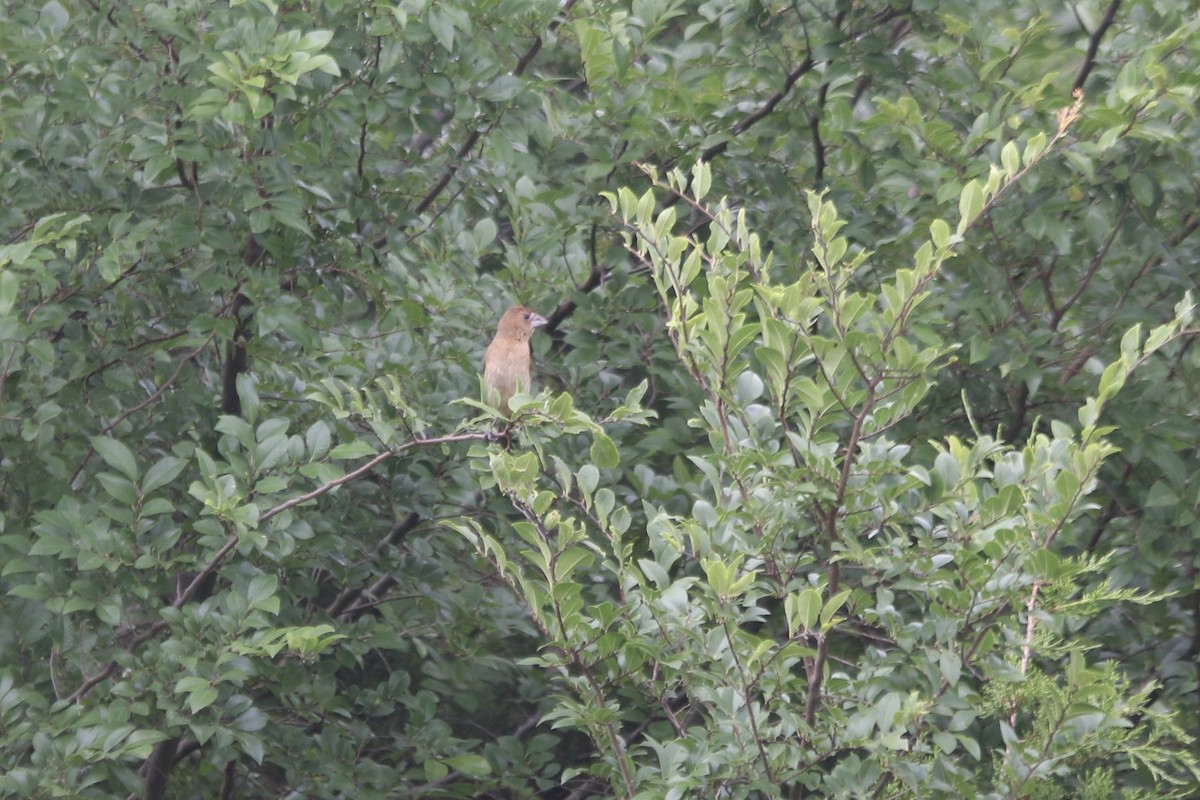 Blue Grosbeak - ML256025251