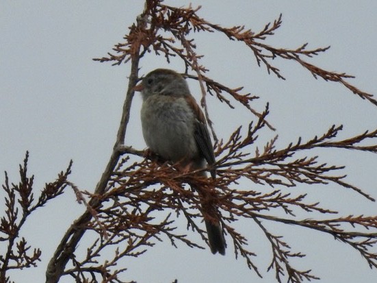 Field Sparrow - ML256025711
