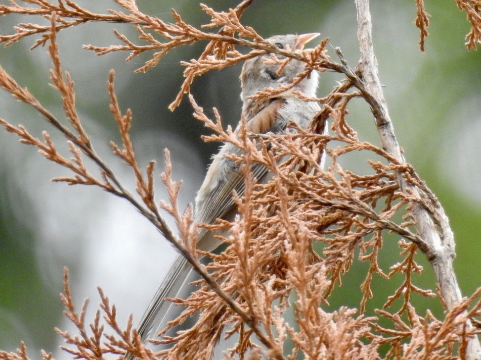 Field Sparrow - ML256025721