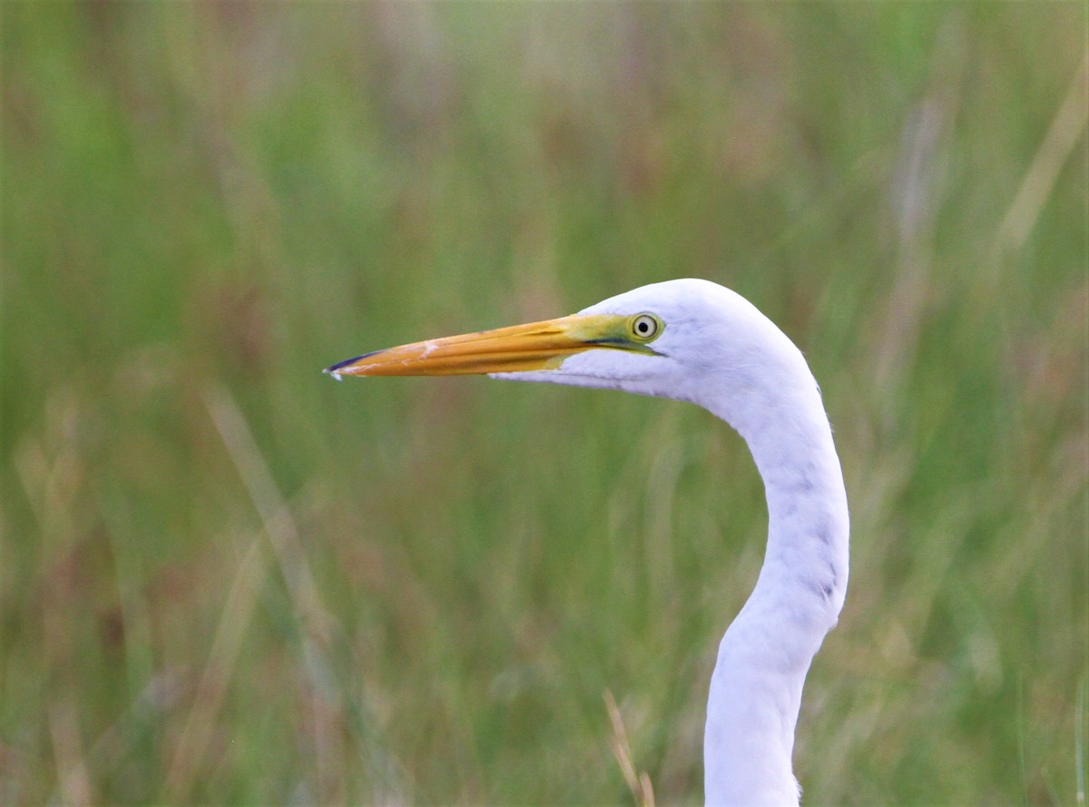 Great Egret - Oliver Gorski