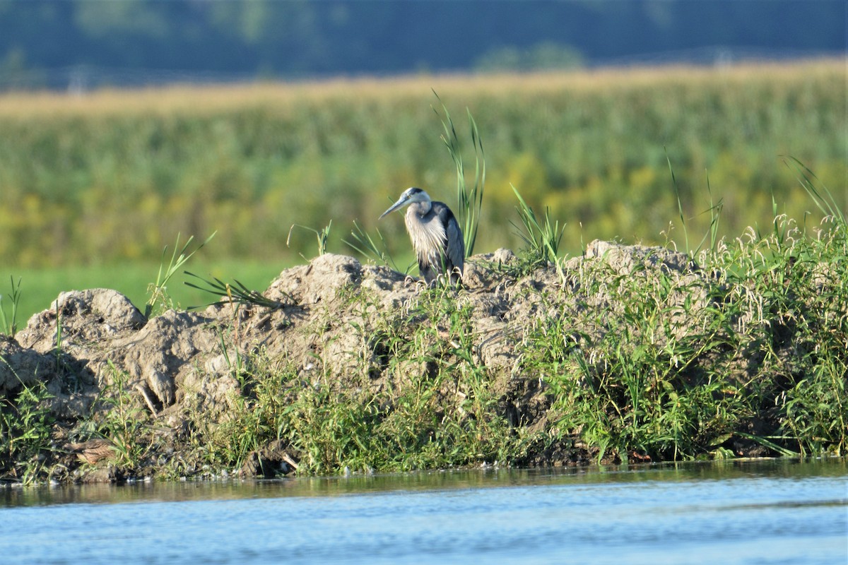 Great Blue Heron - ML256026851