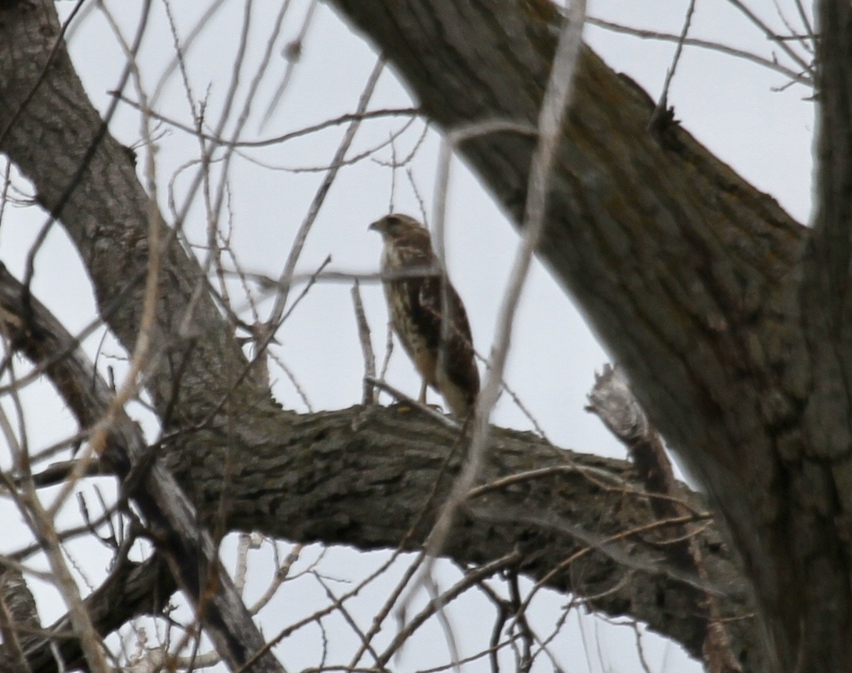 Red-shouldered Hawk (lineatus Group) - ML256027621