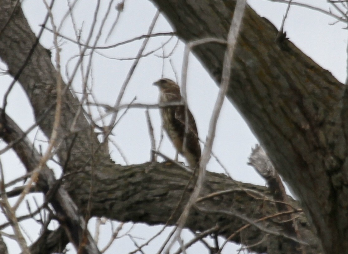 Red-shouldered Hawk (lineatus Group) - ML256027631