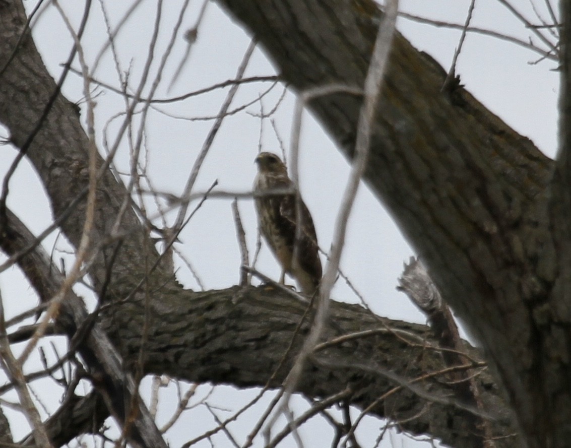 Red-shouldered Hawk (lineatus Group) - ML256027641