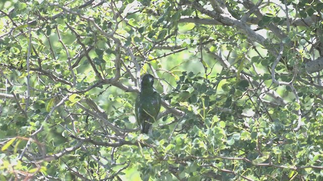 Klaas's Cuckoo - ML256029171