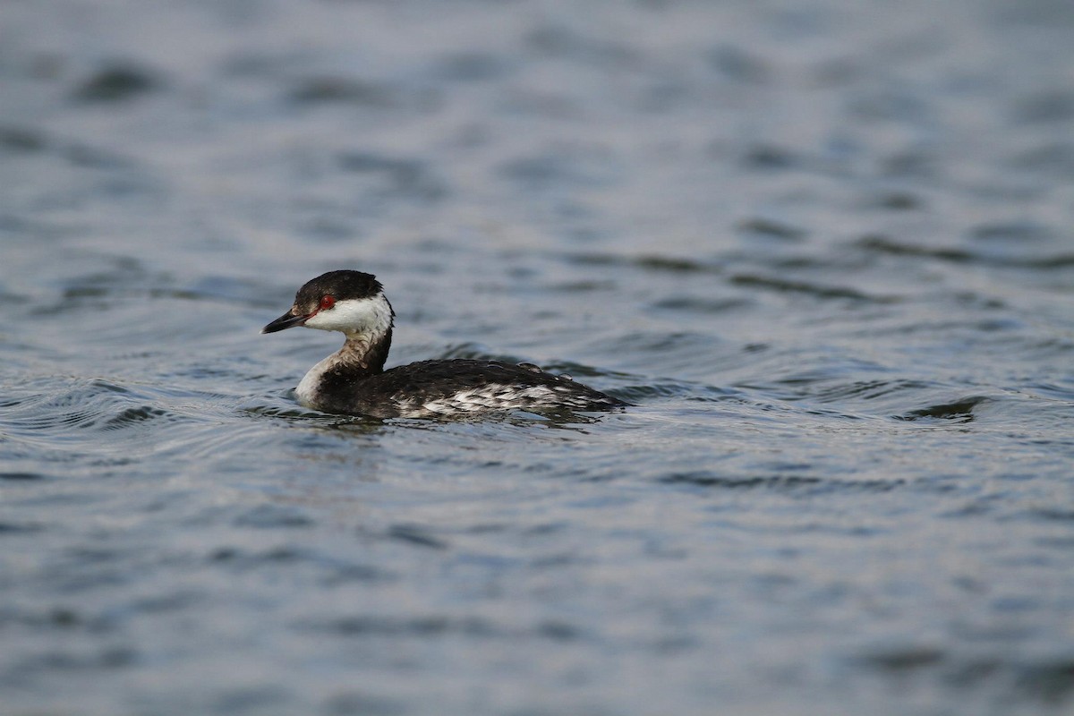 Horned Grebe - Ting-Wei (廷維) HUNG (洪)
