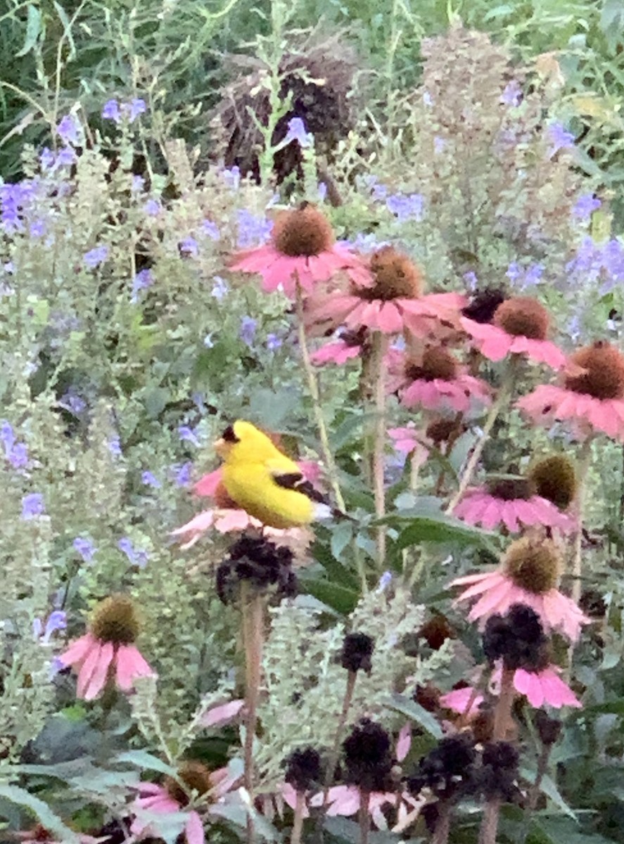 American Goldfinch - ML256031611