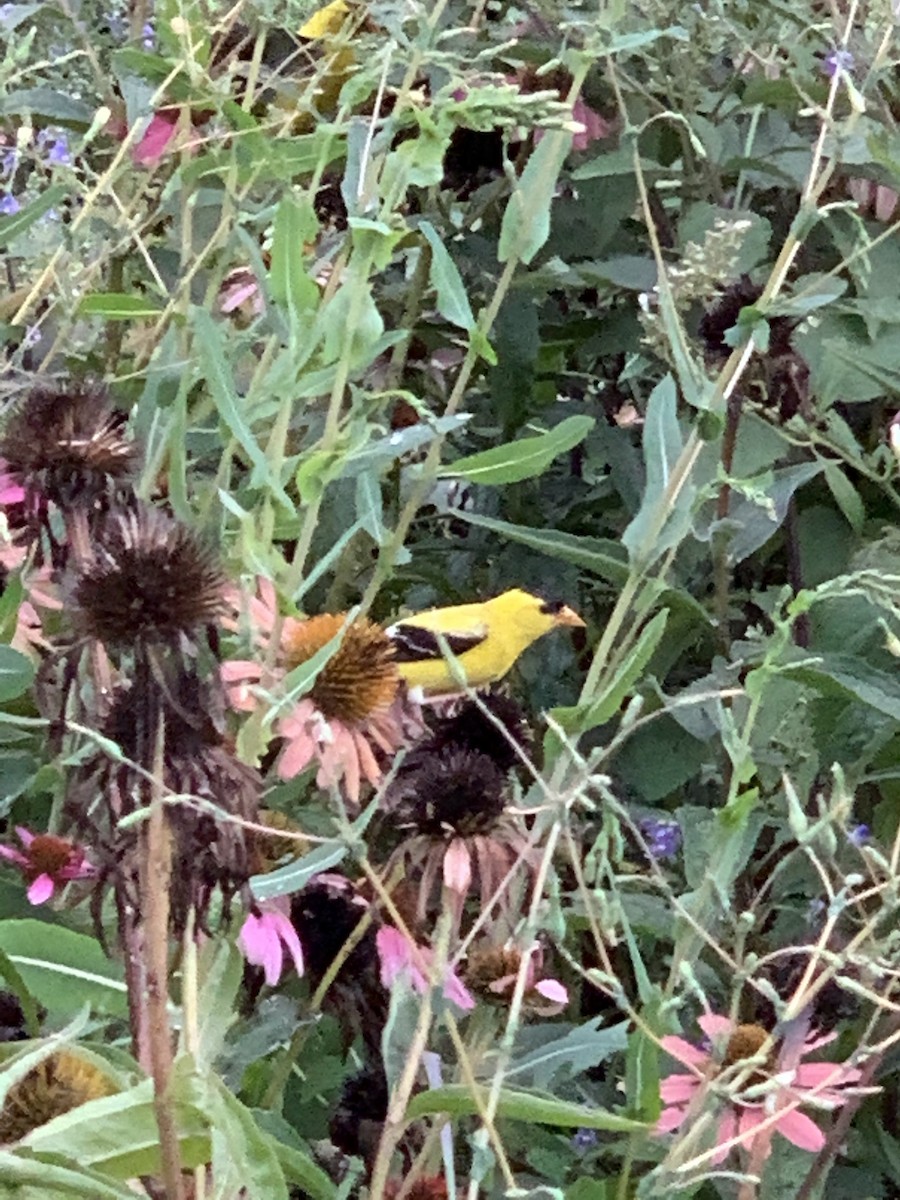 American Goldfinch - ML256031631