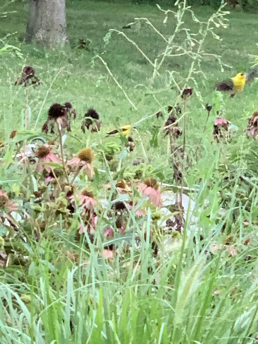 American Goldfinch - ML256031671