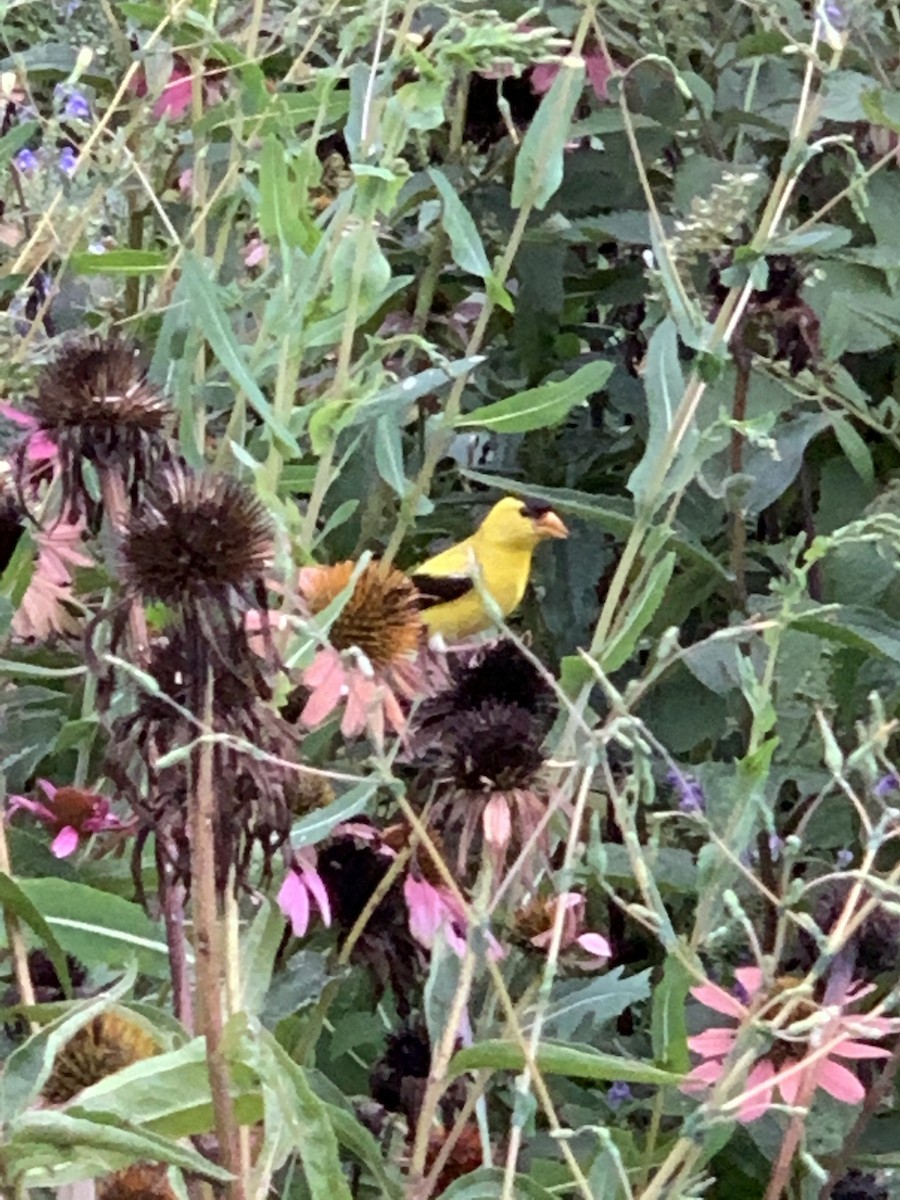 American Goldfinch - Emma Schwarz