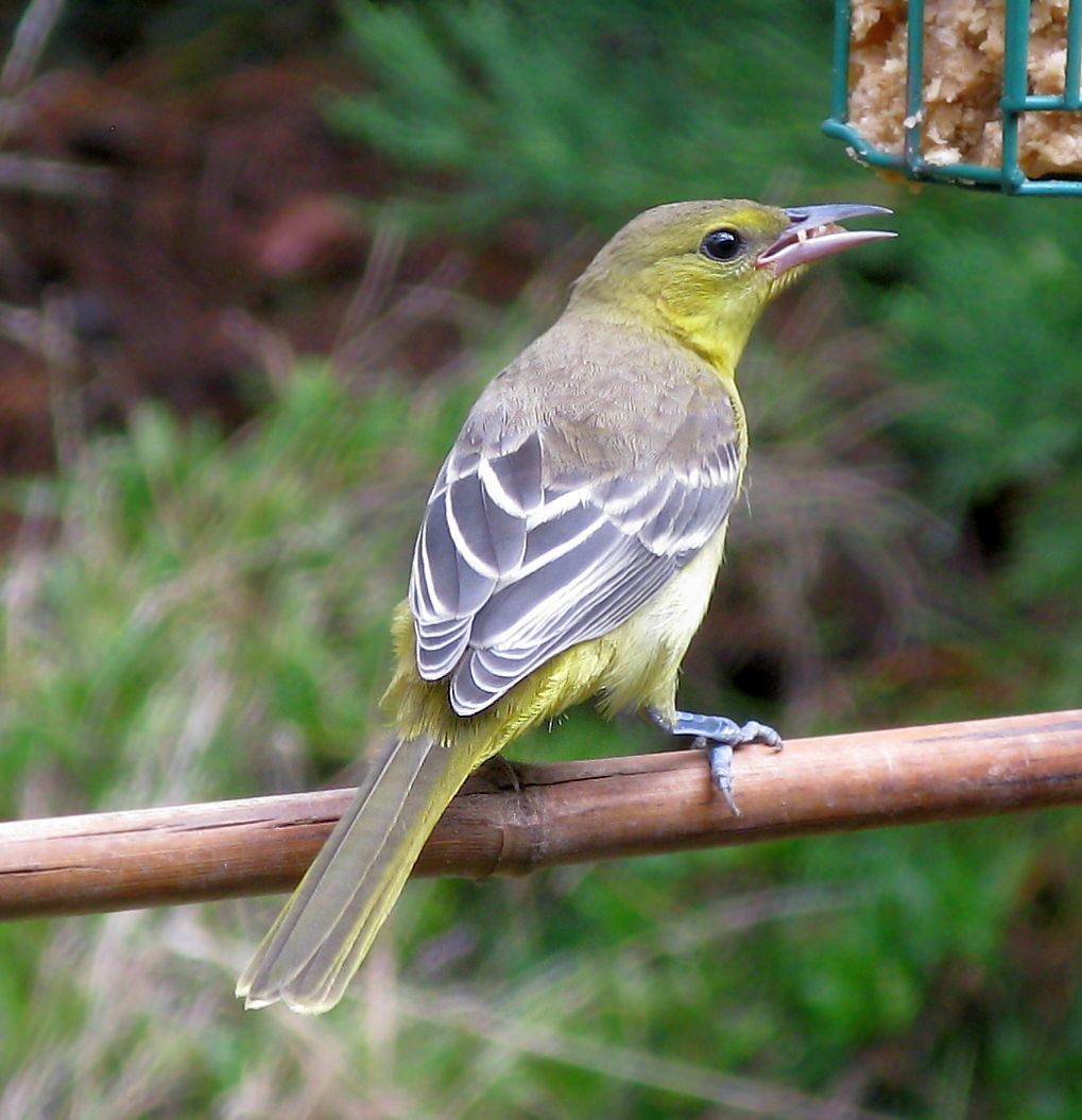 Hooded Oriole - ML256033731