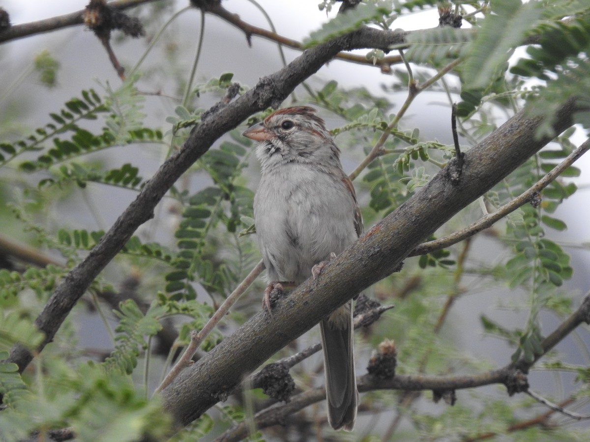 Rufous-winged Sparrow - ML256034321