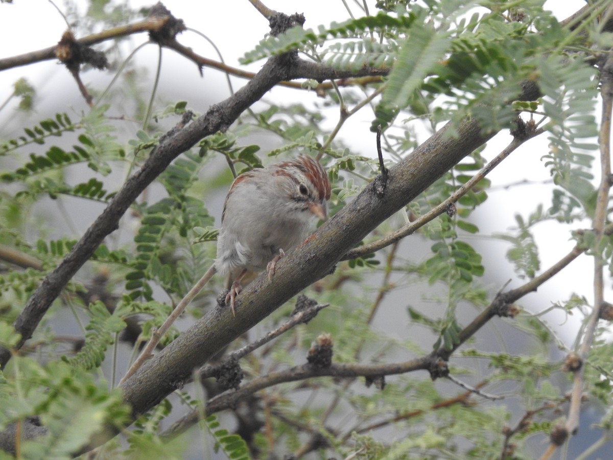 Rufous-winged Sparrow - ML256034501