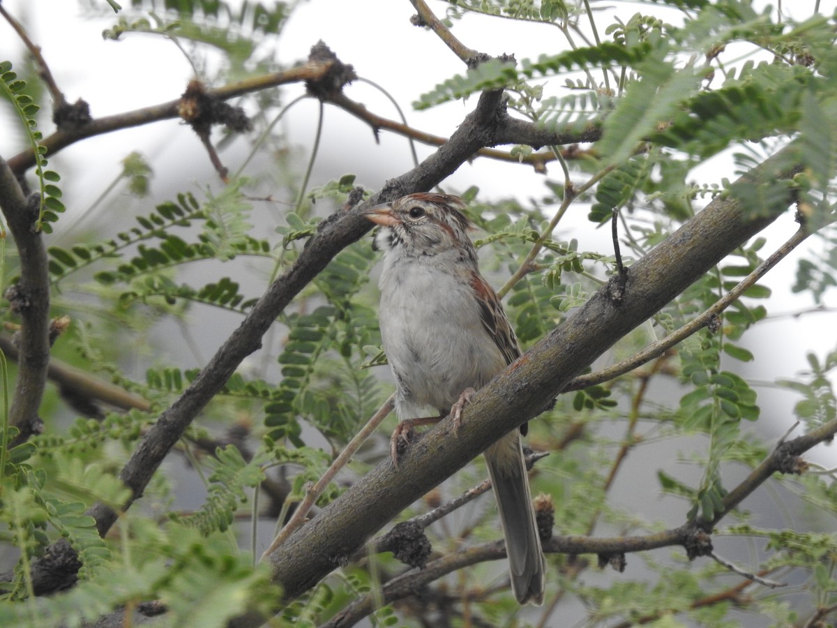 Rufous-winged Sparrow - ML256034511