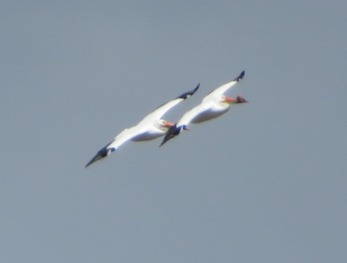 American White Pelican - Aric Gjervold