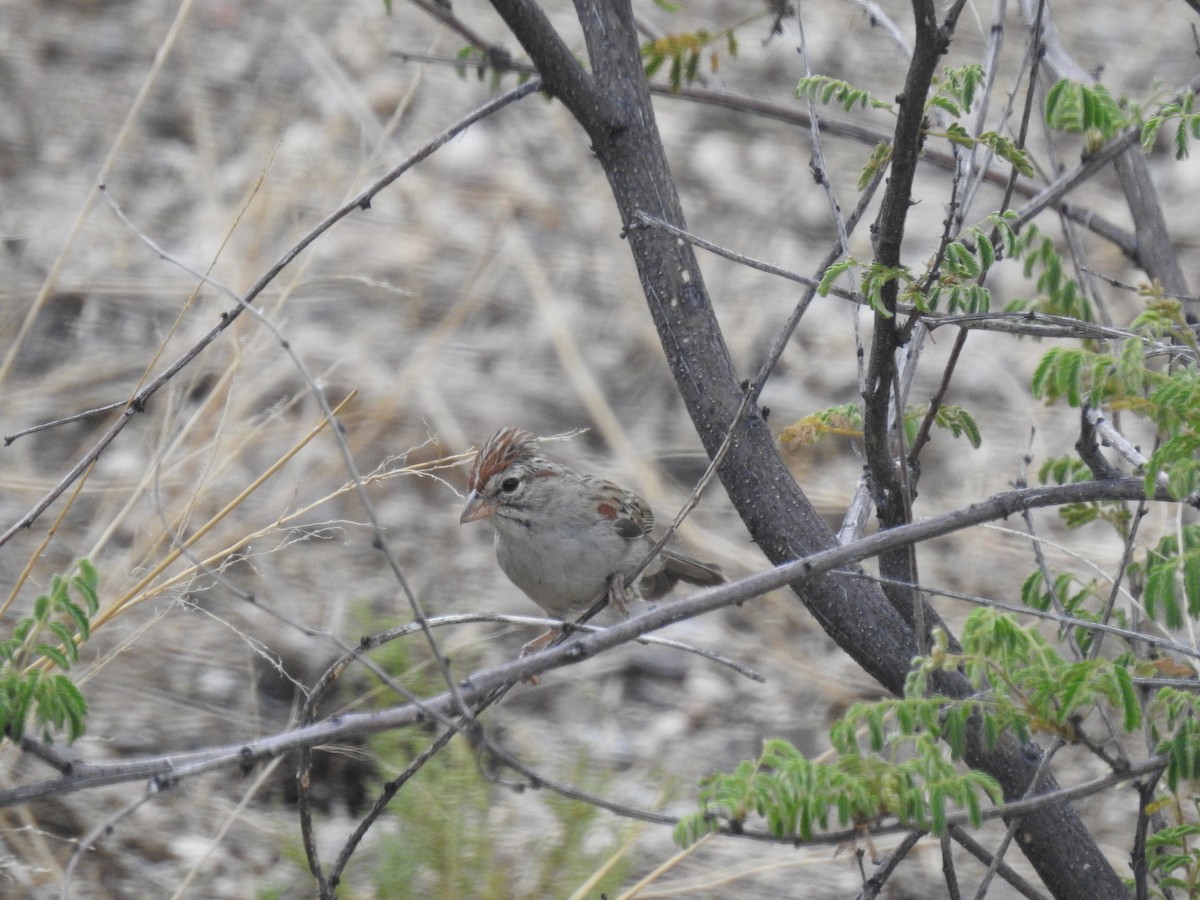 Rufous-winged Sparrow - ML256034891