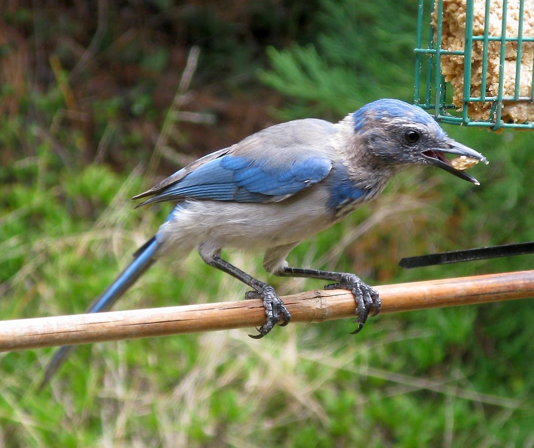 California Scrub-Jay - ML256035191