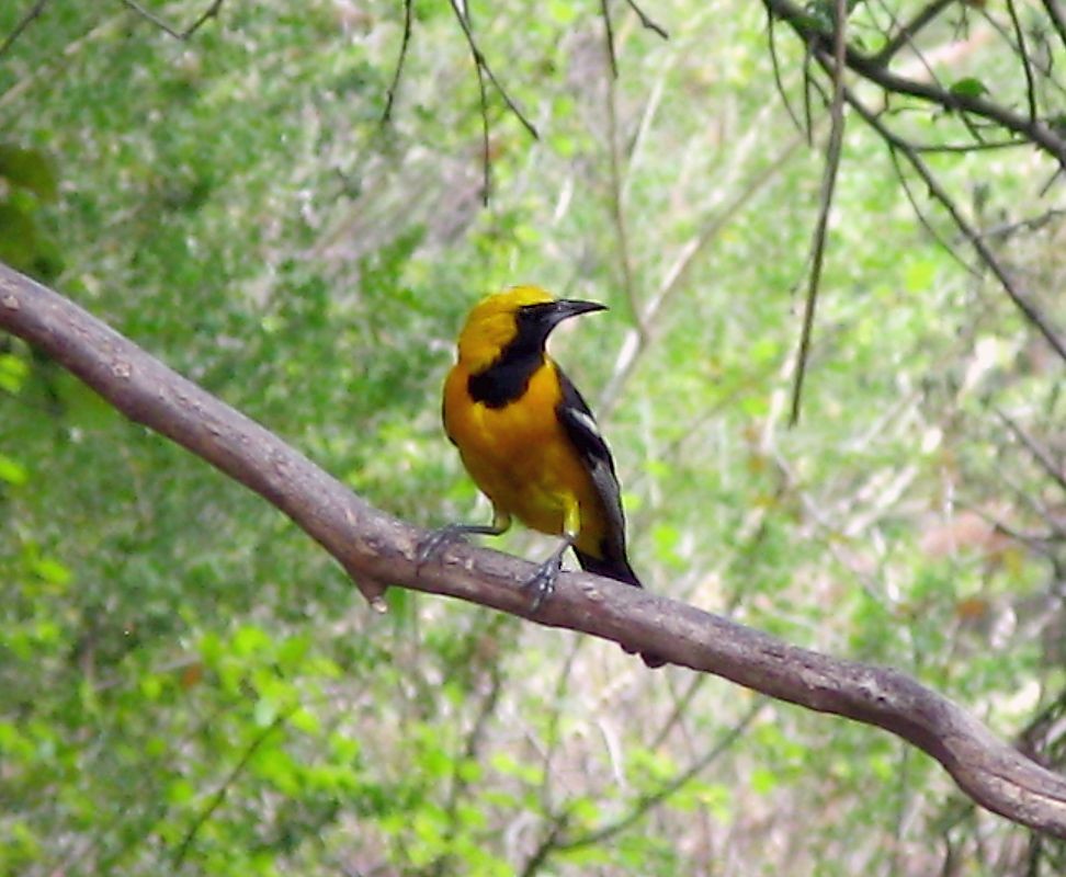 Hooded Oriole - ML256037581