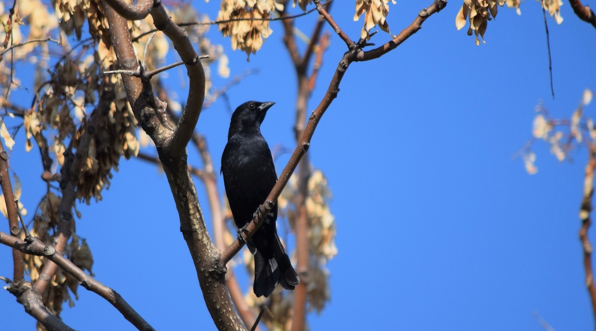 Shiny Cowbird - ML256037941