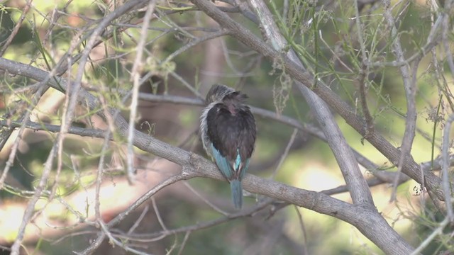 Brown-hooded Kingfisher - ML256038331