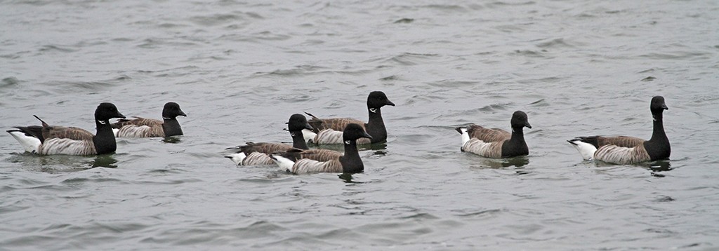 Brant - ML256039481