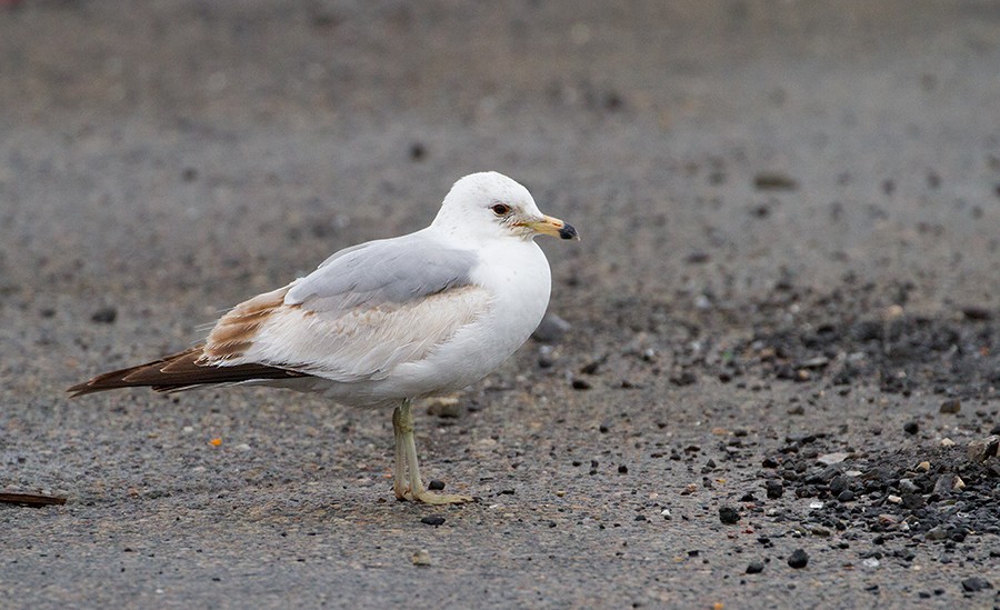 Ring-billed Gull - ML256039501