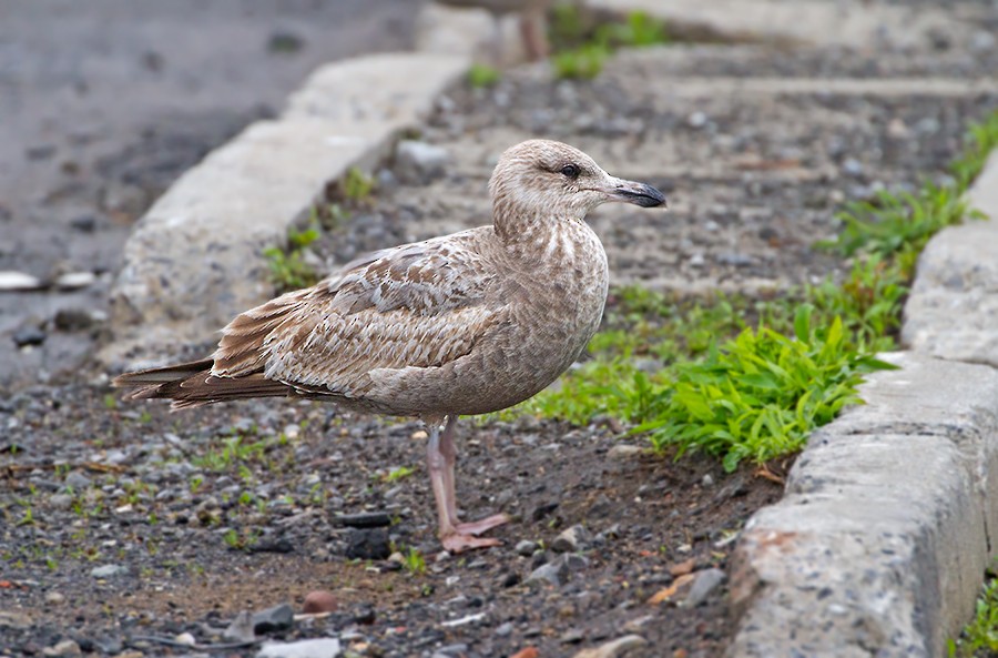 gråmåke (smithsonianus) (amerikagråmåke) - ML256039521