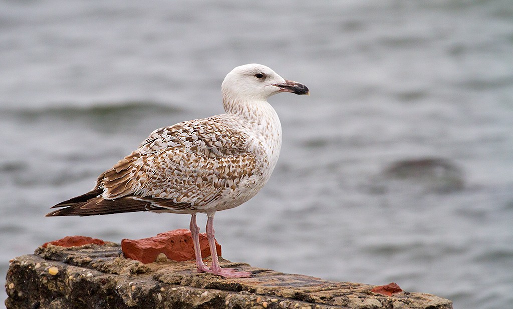 Great Black-backed Gull - ML256039601