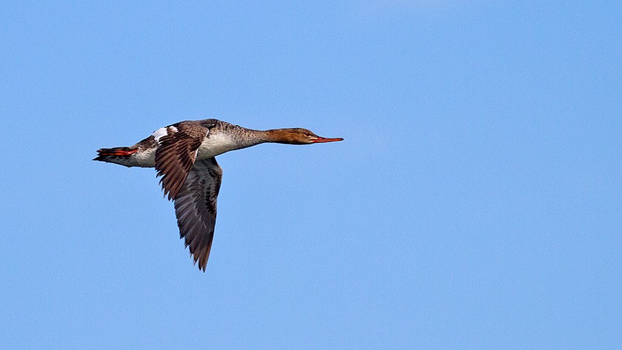 Red-breasted Merganser - ML256039961