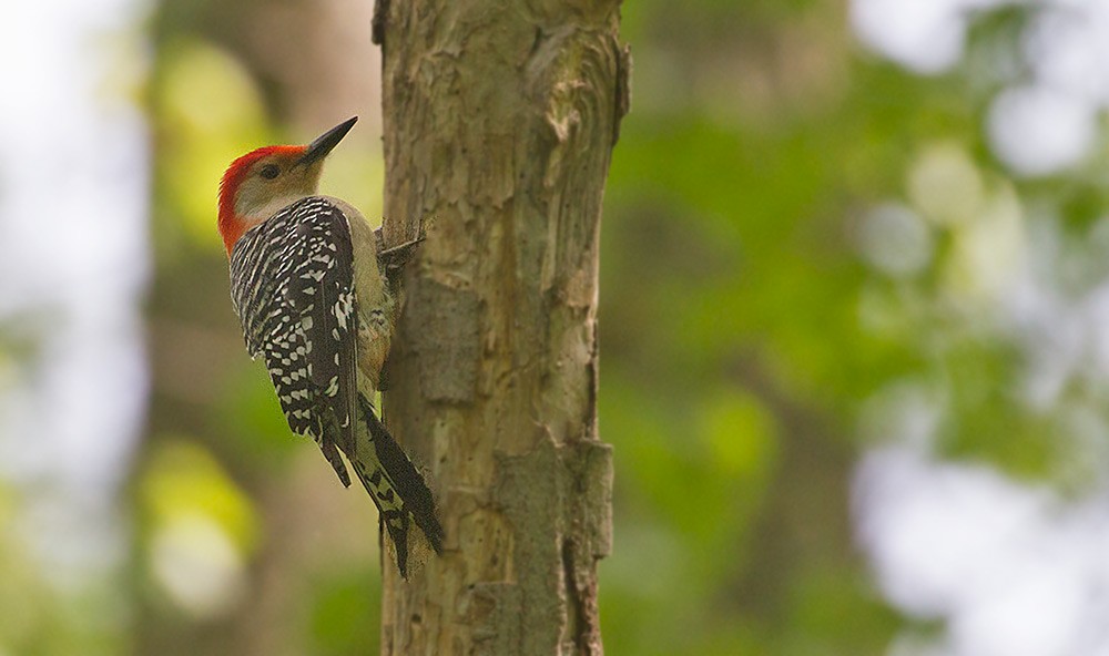 Red-bellied Woodpecker - ML256040901