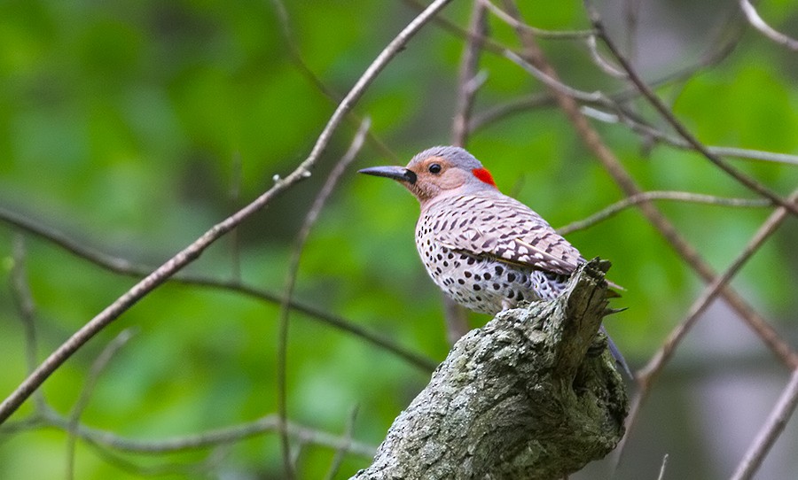 Northern Flicker - ML256040981