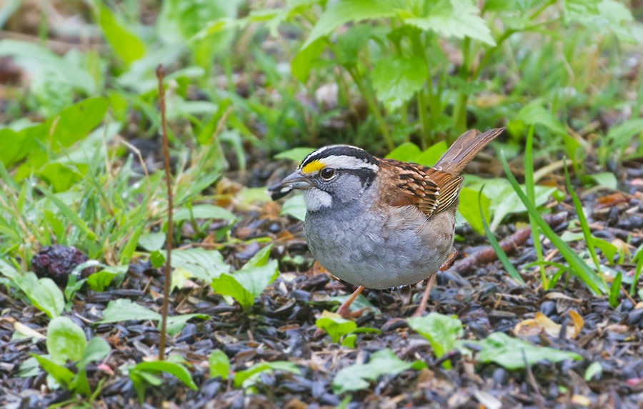 White-throated Sparrow - ML256041031
