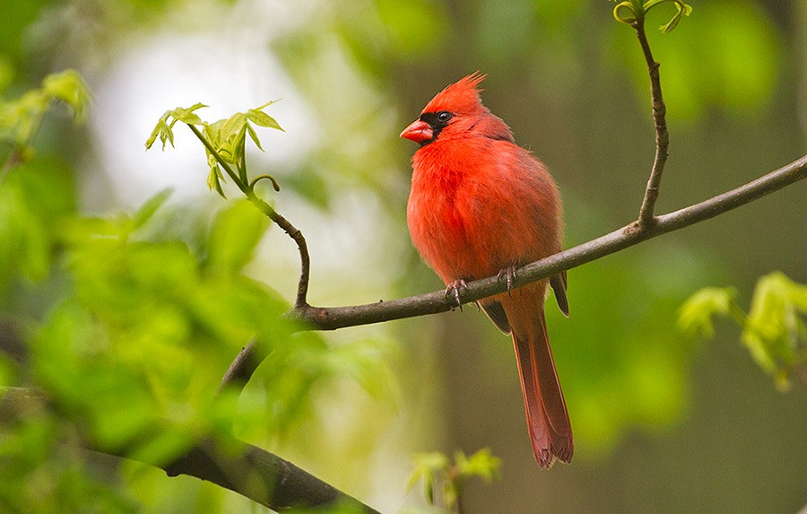 Northern Cardinal - ML256041041