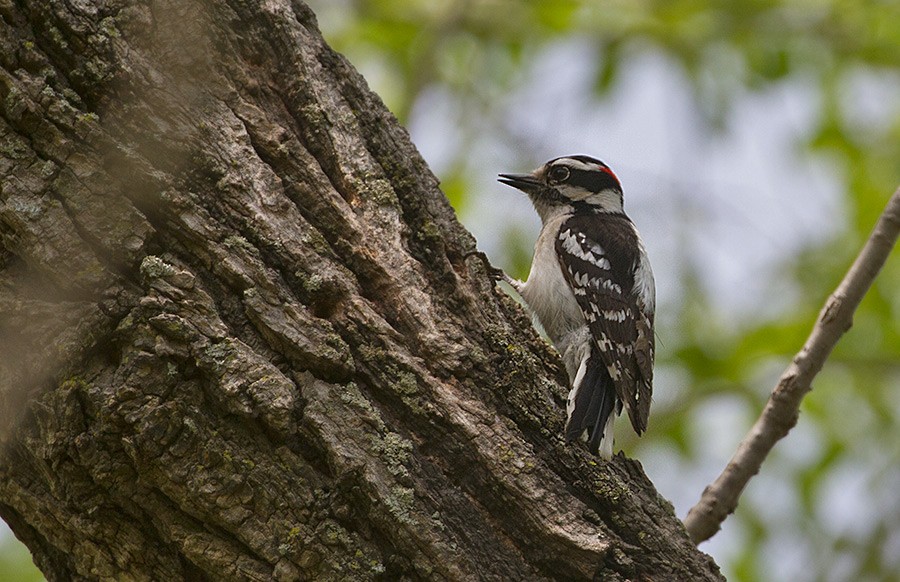 Downy Woodpecker - ML256041361