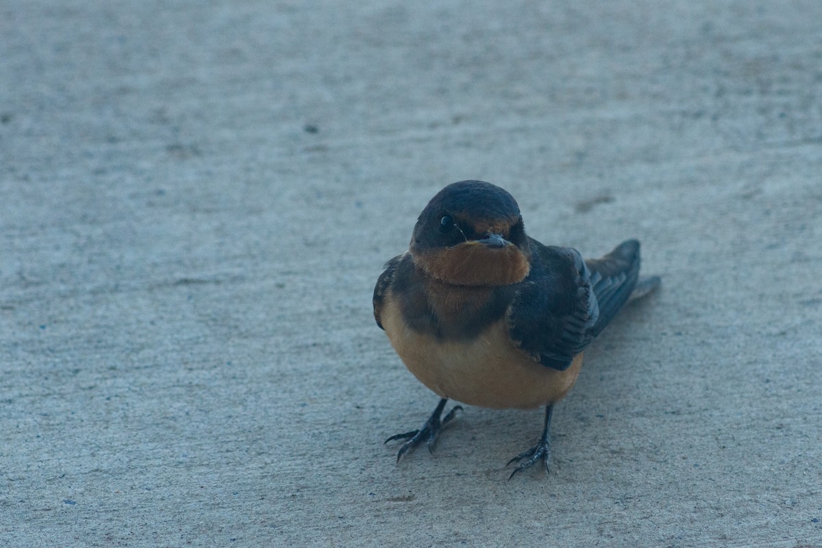 Barn Swallow - ML256041641