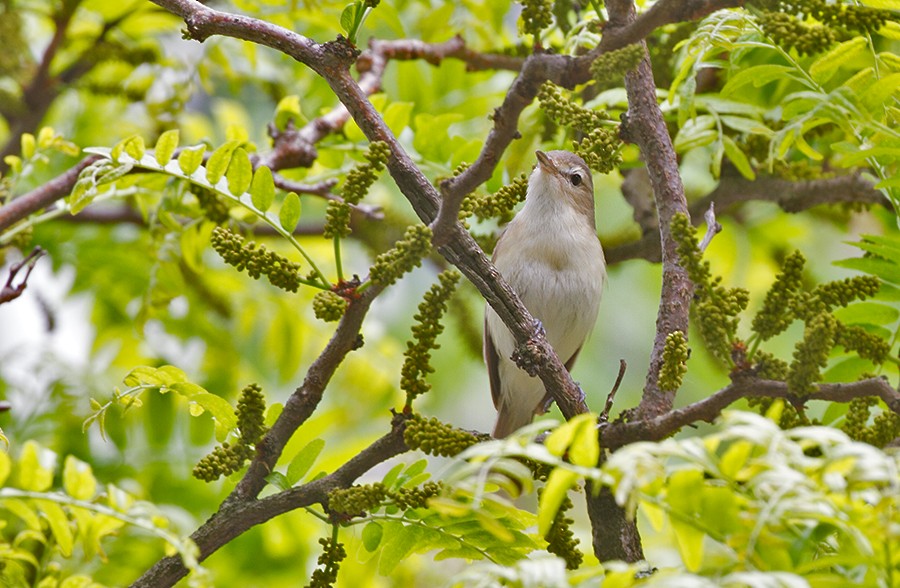 Warbling Vireo - ML256041701