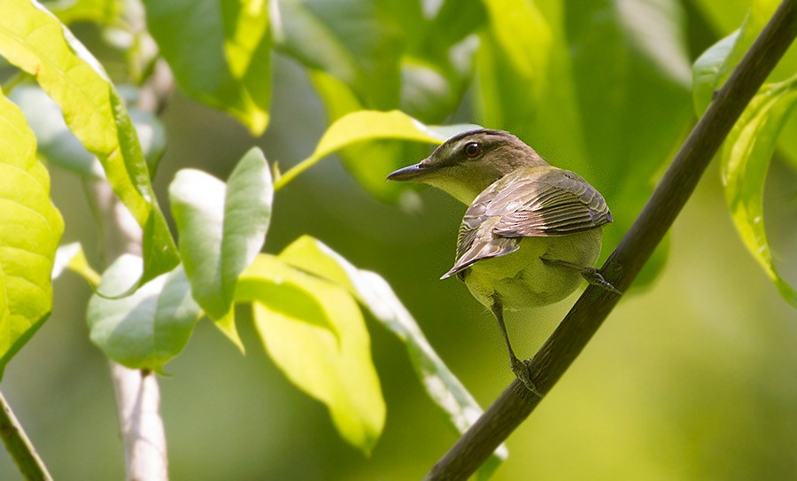 Red-eyed Vireo - Peter Ericsson