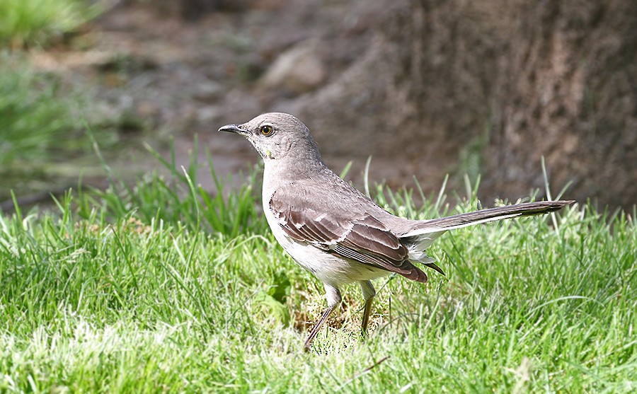 Northern Mockingbird - ML256041801