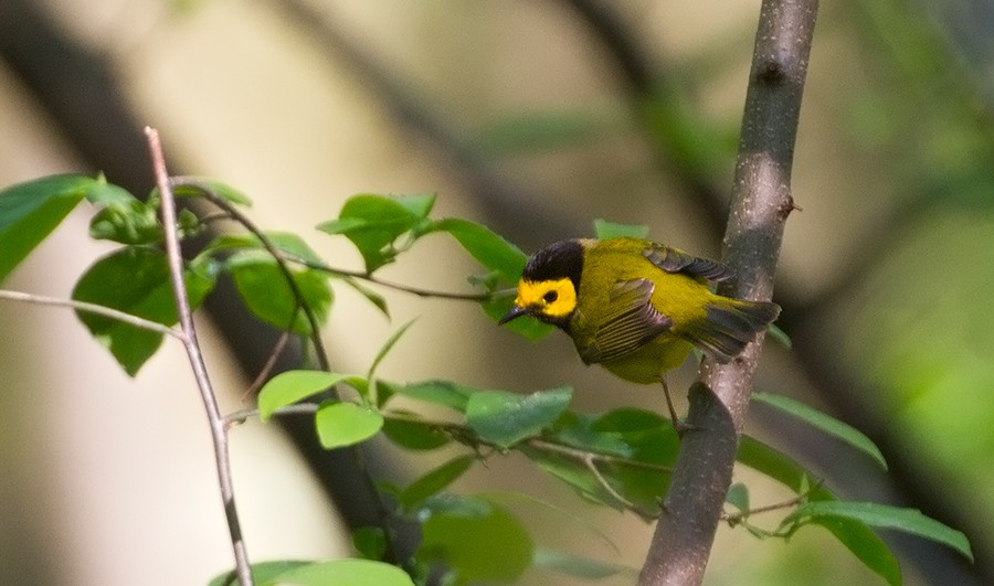 Hooded Warbler - ML256041951